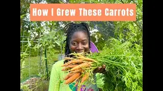 IT TOOK ME 4 YEARS TO GROW CARROTS🪴
