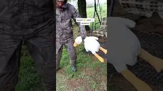 #вайны #юмор #скетчи #шутки #семейныйюмор #охотник #гусь