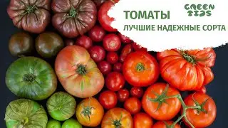 КРУПНОПЛОДНЫЕ ТОМАТЫ. ТОП-СЕМЯН ТОМАТОВ. Лучшие сорта томатов.