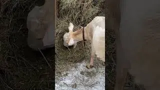Голодная коза!!!