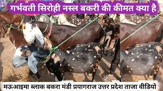 गर्भवती सिरोही नस्ल बकरी की कीमत क्या है बकरा मंडी मऊआइमा | sirohi garbhvati bakari | goat farming ?