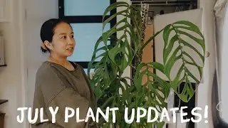 i'm back (i think?)! some fun plant updates from previous videos!