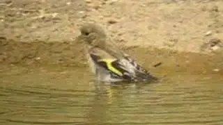 JILGUERO / EUROPEAN GOLDFINCH