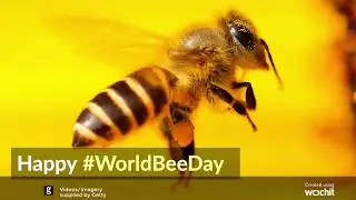 World Bee Day - Israel's Contribution