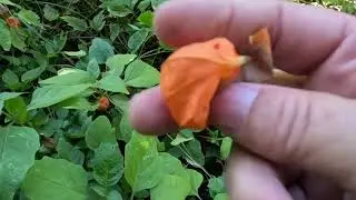 Анапа. По грибы.
