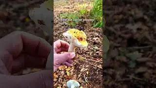Your common Yellow Brittlegill mushroom / 
