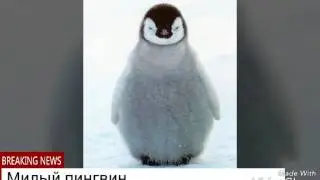 Петы в реальной жизни