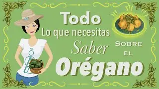 Todo lo que necesitas saber sobre el orégano 🌿