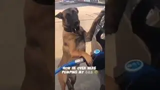 Life is tragic without a gas pumper Dog 💔   #repost #autocaptions #tiktok #funny #dogs #gas #edit