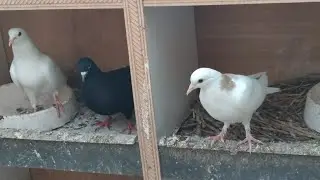 Мои красивые голуби