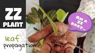 ZZ plant leaf propagation