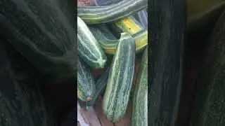 кабачки #кабачки #дача #огород #рассада #дачныйдомик