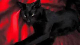 Pisica Neagra