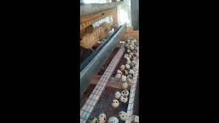 Переходим из брудера в клетку, для взрослых.