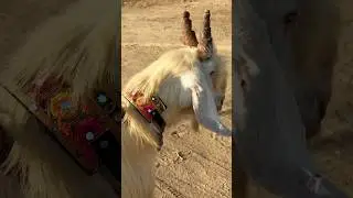 Ye kesa bakra hay 😱❤️