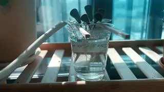 Can Lithops Be Grown Hydroponically?