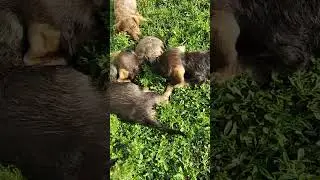 такса и черепаха