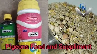 Pigeons Food and Suppliment ✨GN Pigeon Farm || #pigeon#fancypigeonlover#pigeons #birds #fancypigions