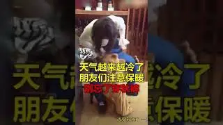 Звирушки