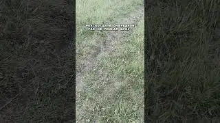 В очередной раз... 