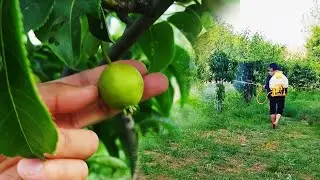 Koreyskiy nok nega mayda |  Zararkunandalaga qarshi dori sepish
