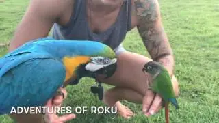 Pet Parrot Mania 2