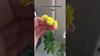 Растения уже чувствуют приход весны...❣️ #комнатныерастения #shorts #фикус #спатифиллум #каланхоэ