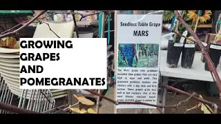 Growing Grapes and Pomegranate