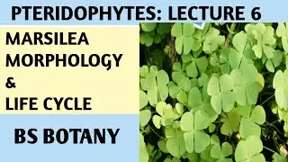 Marsilea; Pteridophytes Lecture for B.S. Botany, zoology, chemistry 1st semester