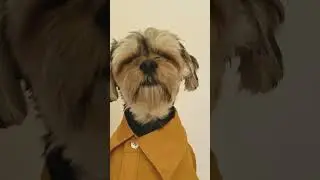 #dogie
