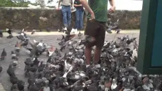 I AM THE BIRD MASTER!