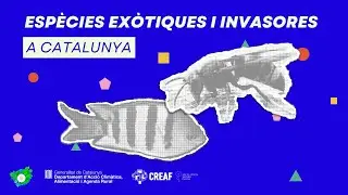 What are exotic and invasive species?