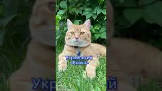 Как на разных языках звучит слово кошка#котики #кот