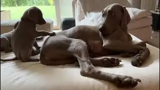 La mamma ha detto basta pappa
