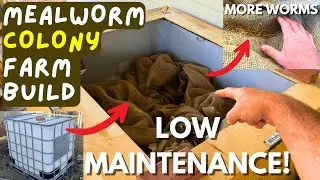 Built a Mealworm COLONY Farm for the HOMESTEAD!
