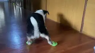 Dog forgets how to walk