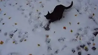 Котёнок и первый снег / Little cat and first snow