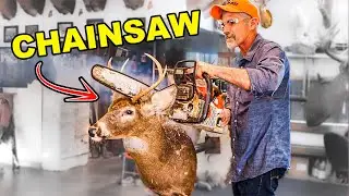 WHAT'S INSIDE A TAXIDERMY DEER HEAD?