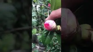 Cách chơi hoa trà