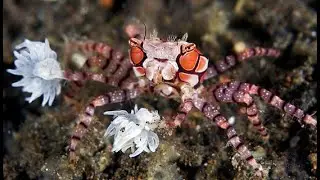 Saltwater Pom Pom Crab In a Mixed Reef Tank / Aquarium