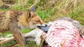 Fox eating a deer...Warning !! Can be disturbing for some people