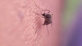macro photography with smartphone  ✓mosquito sucking blood