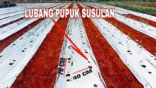CABAI LW 02 SATU HARI SETELAH TANAM
