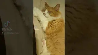Stewie🐱🖤 | TikTok | #Shorts