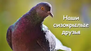 OUR BLUE-WINGED FRIENDS