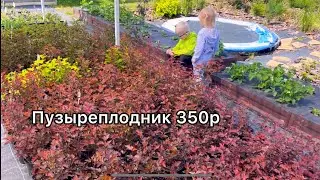 Каталог май 2024. #гортензия #garden #hydrangea