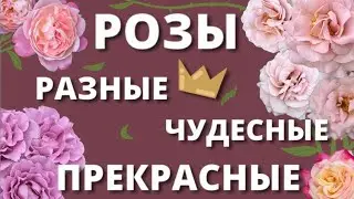 ПОЛЕТЕЛИ В РОЗОВЫЙ РАЙ! Обнимашки с розами.4 июля 2024 г.