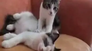 Cat Massage Therapy