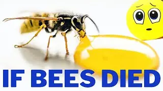IF BEES DIED !!! These 5 things won't exist ...