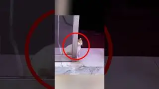 বিড়ালটির সাথে যা ঘটনা ঘটলো 🥹💕